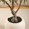 DR.Planzen 8ft Artificial Olive Tree with 18in White Planter, Tall Faux Olive Trees with Relastic Frutis for indoor outdoor Home Decor - 4 of 4