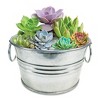 Collections Etc Grow Your Own Succulent Plant Kit with Metal Pot - 3 of 3