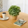 Nearly Natural 11-in Watermelon Peperomia Artificial Plant in Ceramic Planter (Real Touch) - 3 of 3
