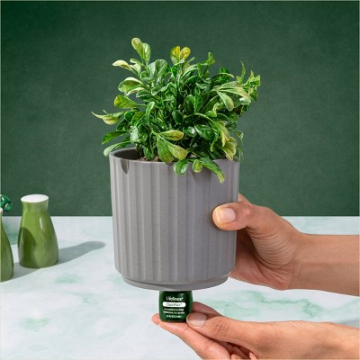 Lifelines Boxwood Faux Plant Diffuser in Ribbed Gray Planter
