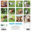 Willow Creek Press 2026 Baby Goats Wall Calendar - 2 of 4