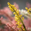 Sullivans Artificial Light & Airy Berry Bud Bush Set of 3, 20"H Multicolored - 2 of 3