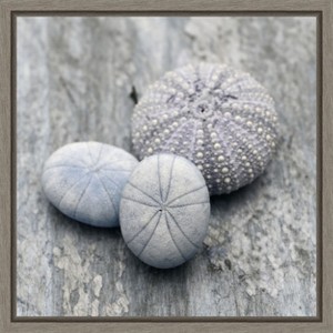 Amanti Art Nautical Shell still life II by Savanah Plank Danita Delimont Canvas Wall Art Print Framed 16 x 16-in. - 1 of 4