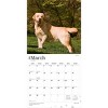 BrownTrout Yellow Labrador Retrievers 2026 12"x24" Hanging Square Wall Calendar Plastic-Free - 3 of 4