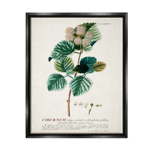 Stupell Industries Botanical Plant Illustration Seeds Vintage Design - 1 of 4