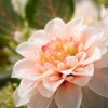 Sullivans Artificial 17.5" Blush Blossoming Peony Bush, Multicolored - 2 of 2