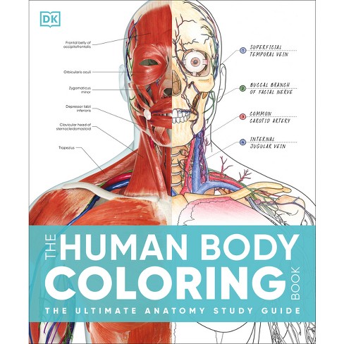 The Human Body Coloring Book - (dk Human Body Guides) By Dk (hardcover ...