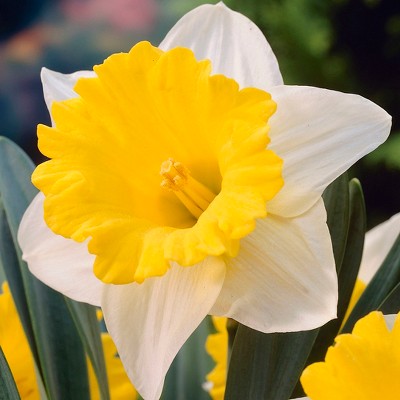 Daffodils Goblet Set of 12 Bulbs - White/Yellow - Van Zyverden