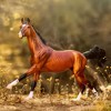 Breyer Animal Creations Breyer Traditional 1:9 Scale Model Horse | Adamek - 3 of 4