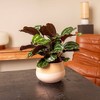 Live 6" Calathea Medallion Houseplant in Chai Planter - 2 of 4