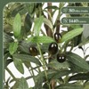 Gikpal 6ft Artificial Olive Tree – Realistic Faux Olive Tree with 1440 Leaves & Black Pot, Indoor Greenery for Living Room, Office, or Home Décor - 3 of 4