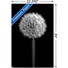 Trends International Tom Quartermaine - Black and White Dandelion Unframed Wall Poster Prints - 3 of 4