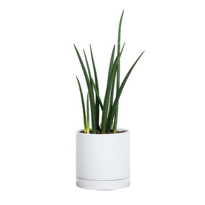Greendigs Round Tail Snake Plant in White Pot, 7"