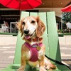 Voyager Step-In Air Dog Harness for Small and Medium Dogs - 4 of 4
