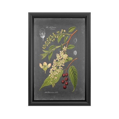 Trademark Fine Art -Vision Studio 'Midnight Botanical Ii'