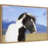 23" x 16" Icelandic Horse by Peter Langer Danita Delimont Framed Canvas Wall Art - Amanti Art: Modern Lithograph, Sawtooth Back - 2 of 4