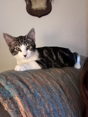 Fresh step cat on sale litter clean paws