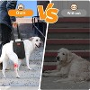 Adjustable Lift Harness for Large Dogs – Soft Hind Leg Support Sling for Dogs Weighing 55-100 lbs - 2 of 4