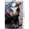 Trends International Cute Pygmy Hippopotamus Unframed Wall Poster Prints - 3 of 4
