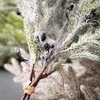 18"H Sullivans Artificial Christmas Neutral Snowy Pine Bush Set of 3, Multicolor, Indoor Christmas Decor - 2 of 3