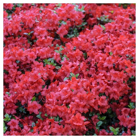 Azalea 'Hersey Red' 1pc - National Plant Network U.S.D.A Hardiness Zone 5-9