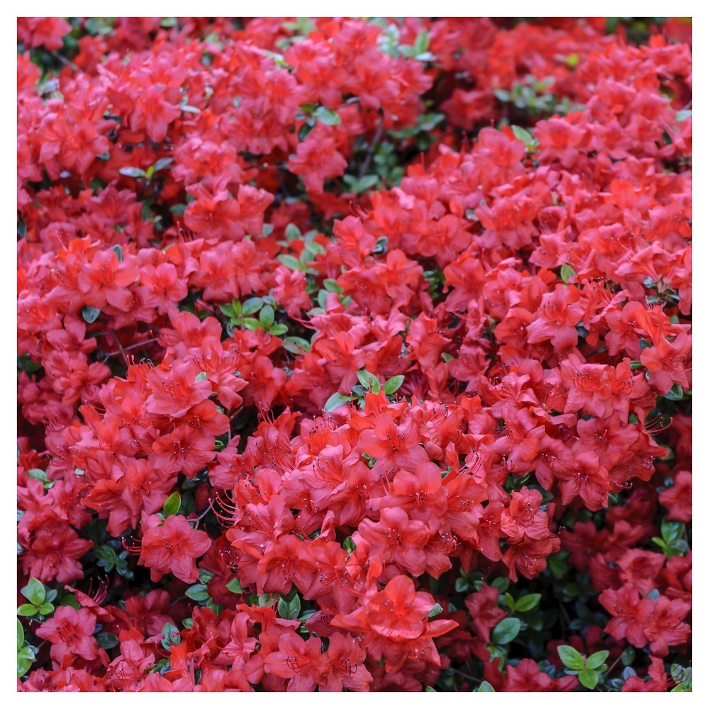 Photos - Garden & Outdoor Decoration Azalea 'Hersey Red' 1pc - National Plant Network U.S.D.A Hardiness Zone 5