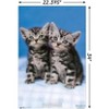 Trends International Keith Kimberlin - Kittens - Twins Unframed Wall Poster Prints - 3 of 4