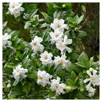 Gardenia 'Frostproof' 1pc - National Plant Network U.S.D.A Hardiness Zone 7-11