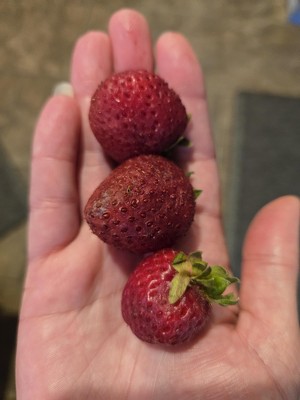 Guest review image 2 of 5, zoom in