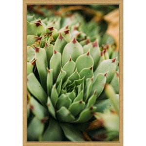 Amanti Art Succulent Whorl by Javier Pardina Canvas Wall Art Print Framed - 1 of 4