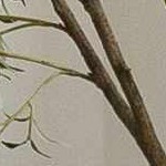 light gray, gray, medium gray