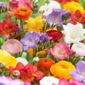 Grand Freesia & Ranunculus Blend Set of 25 Bulbs - Van Zyverden - 1 of 4