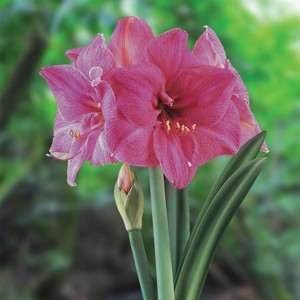 Van Zyverden Amaryllis Bulb African Milady - 1 of 4