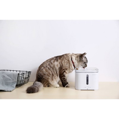 cat drinking fountain target