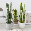 Artificial Snake Plant Potted Faux Sansevieria Trifasciata Plants, Tropical Fake Snake Plants in White Pots for Home Office Indoor Decor - 4 of 4