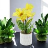 Unique Bargains Artificial Plants Five-Headed Daffodil Bonsai Plastic 2.76"x2.76"x9.45" 1 Pcs - 2 of 4