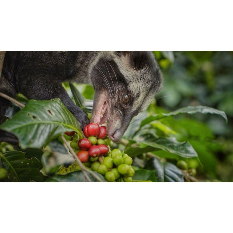 Kaya Kopi Premium Kopi Luwak From Indonesia Wild Palm Civets Arabica Coffee Beans, 4 of 14