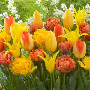 Van Zyverden 25ct Bulbs Tulips Extended Bloom Sunburst Mixture - 1 of 4