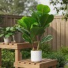 15.7" Artificial Fiddle Leaf Fig Tree 2-Pack, Faux Ficus Lyrata in White Planters, Indoor Decorative Fake Plant for Home & Office - 4 of 4