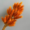 Alilang Dried Bunny Tail Grass Stems for Modern Home Decoration and Floral Arrangements, 23.5 Inches - 2 of 3