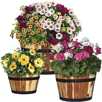 Set of 3 Acacia Wood Barrel Planters - Classic Home and Garden