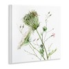Stupell Industries Blooming Queen Anne's Lace Wildflower Watercolor Painting, 12" x 12" - 3 of 4