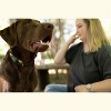 Country Brook Petz Premium Dog Collar - Camouflage Collection - 3 of 4