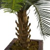 HomeStock  3 ft. Artificial Cycas Tree in Planter for Indoor/Outdoor - 2 of 4