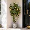 Artificial Lemon Tree, 5ft Tall Floor Faux Lemon Plastic Plant in White Pot, Fake Lemon Fruit Silk Tree for Indoor Home Decor Office Living Room - 4 of 4