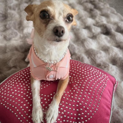 pink chicken hot dog dress Hooray House Country Club Polo Poodle