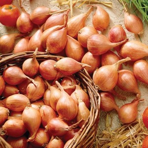 Van Zyverden 25ct Allium White Bulbs - 1 of 4