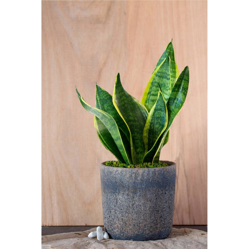 Live Sansevieria Snake Plant in Repose Rustic Stone Planter, 4 of 6