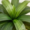 DR.Planzen 4-6FT Artificial Dracaena Tree with Realistic Leaves - Faux Indoor/Outdoor Plant, Tall Fake House Plant for Tropical Home Decor - 3 of 4