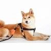 Racxily 2-in-1 Durable Nylon Dog Harness and Leash, with Soft Padded Handle,Escape Proof and Quick Fit to Adjust Dog Harness - 4 of 4